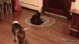 The smartest dog VS. the dumbest one