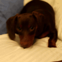 Cute brown thing trying to escape into a pillow